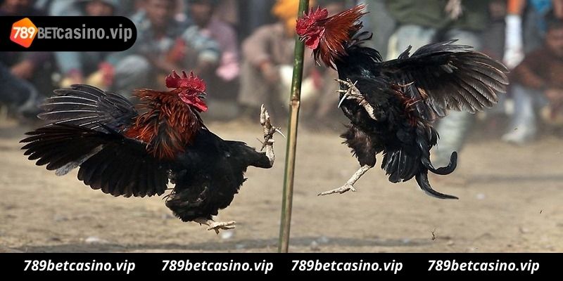 Cách chơi đá gà online 789bet đơn giản dễ thắng như thế nào?